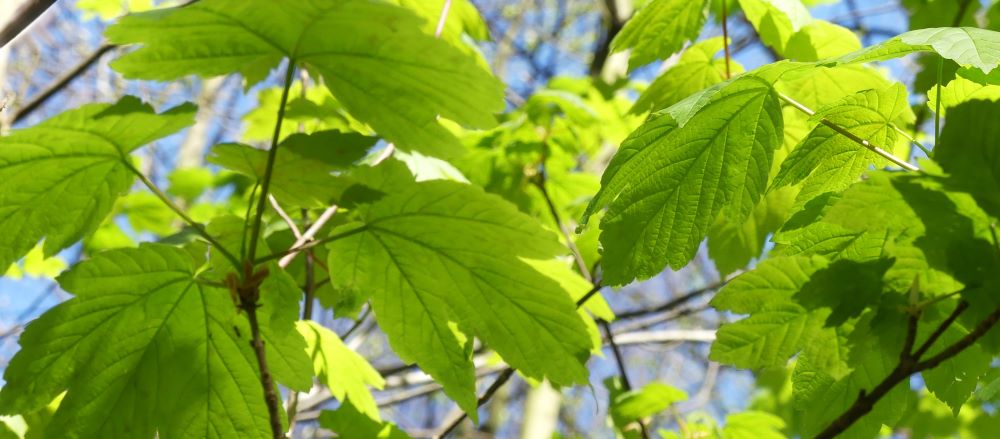 Blätter, Ellinger, Energie, Hielprakrtikerin,